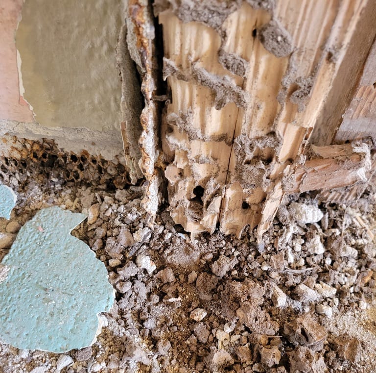 Preview image for Pest Inspections